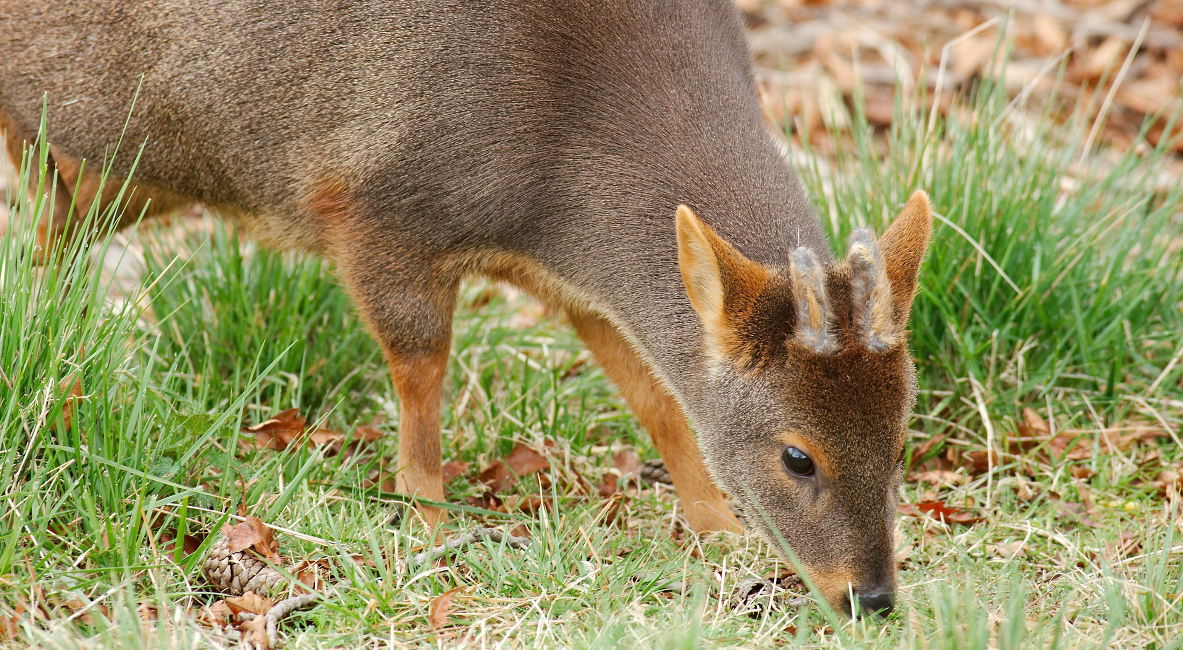 Pudú, el ciervo miniatura - Biodiversidad de la RCV