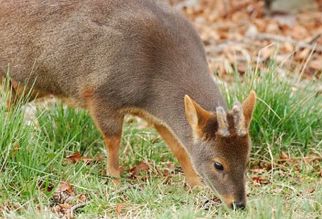 Una de las especies insignia de los bosques de Sudamérica habita los bosques de la Reserva Costera Valdiviana