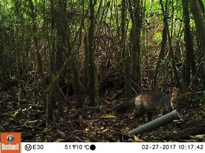 La Reserva Costera Valdiviana protege los últimos bosques hogar de una especie endémica de Chile que se creía extinta: el zorro de Darwin.