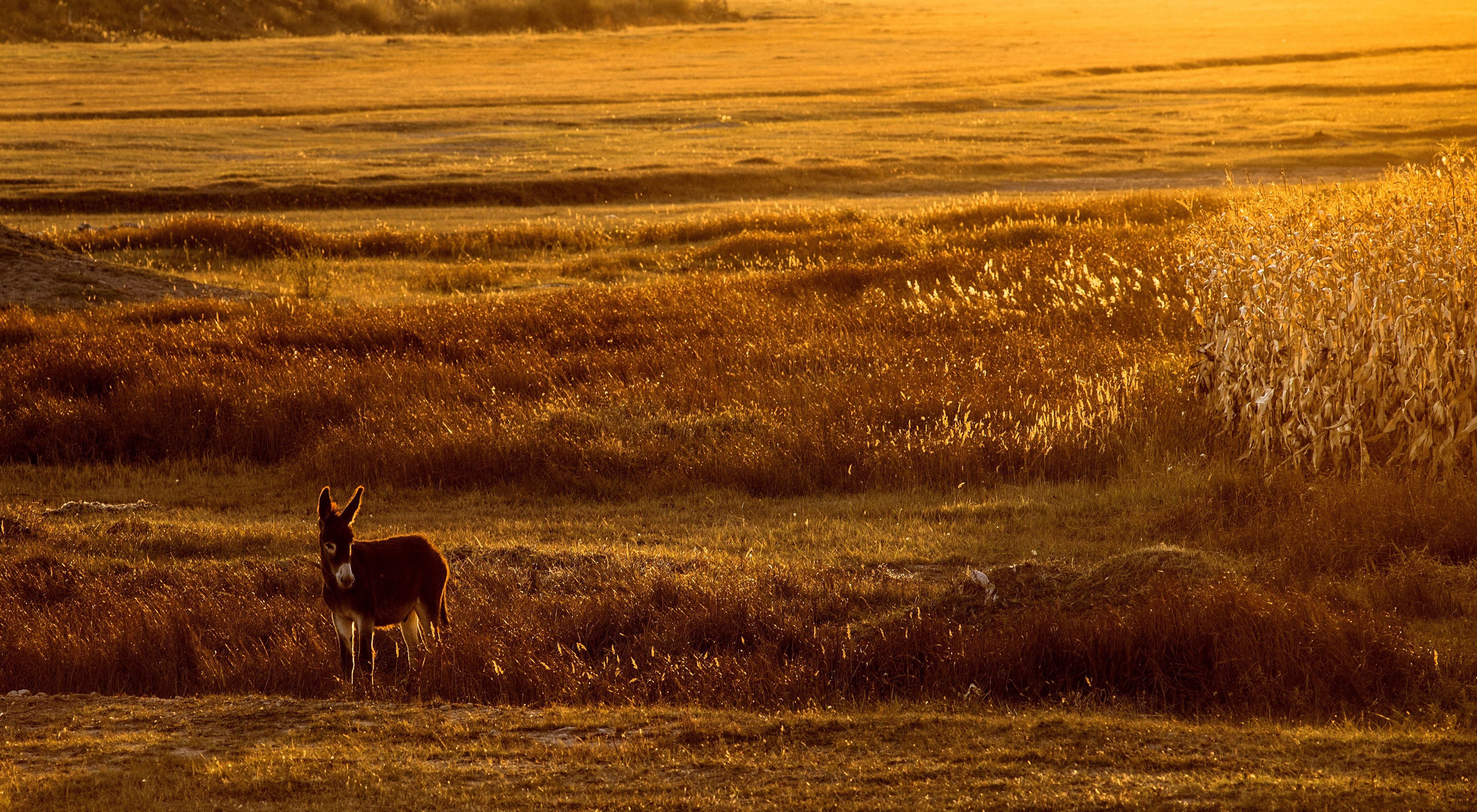 Sunset over Inner Mongolia's grasslands with a donkey in the foreground.