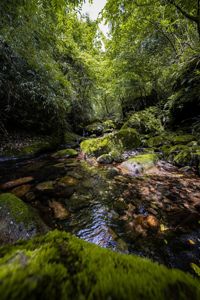 View of a pool of water that has formed from a stream running through rocks in a dense forest.