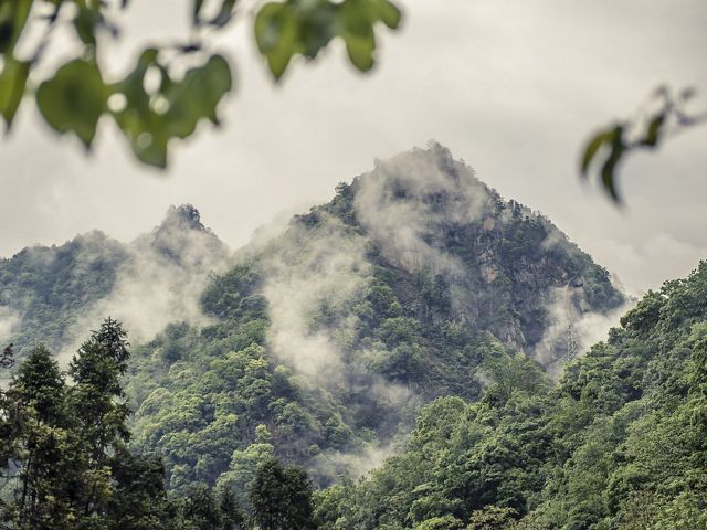 View of a forested mountain shrouded in fog.