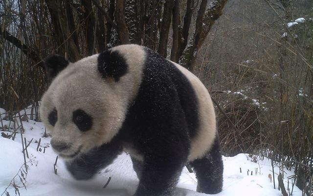 A panda caught on a wildlife camera walks through a snowy forest.