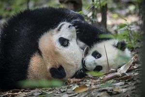 Two pandas laying on the ground.