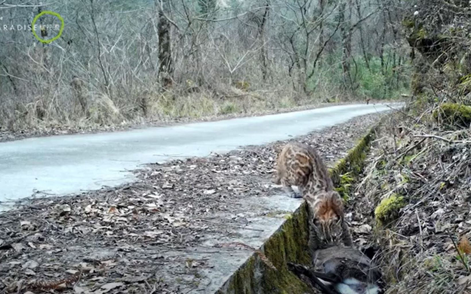 A golden cat eats its prey on the side of a road in Laohegou.