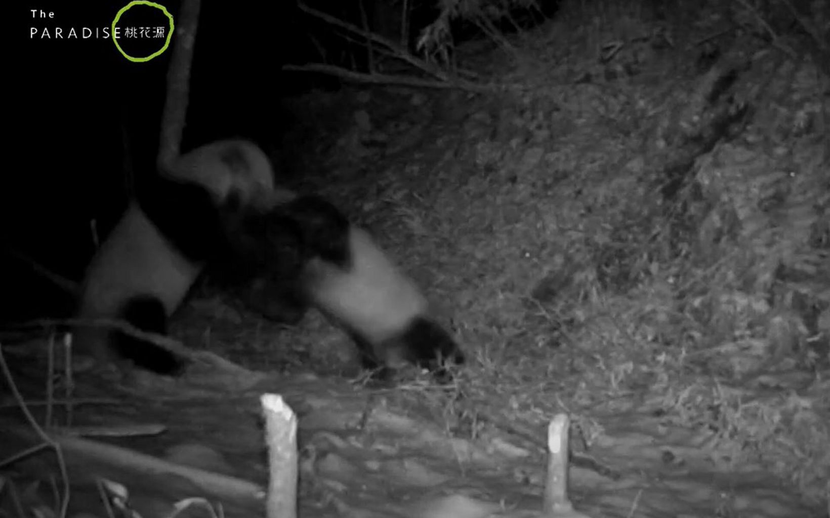 Two pandas fighting in the dark.