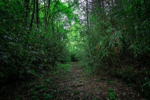 A path in the midst of a dense bamboo forest.