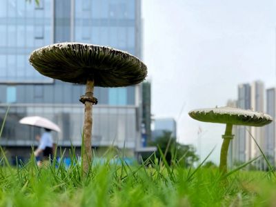Poisonous mushrooms spring from urban lawns after the rain in a city in China.