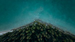 Forest at the edge of blue water