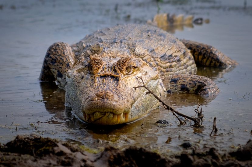 Cocodrilo del Orinoco, Crocodylus intermedius.