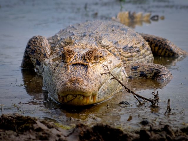 Cocodrilo del Orinoco, Crocodylus intermedius.