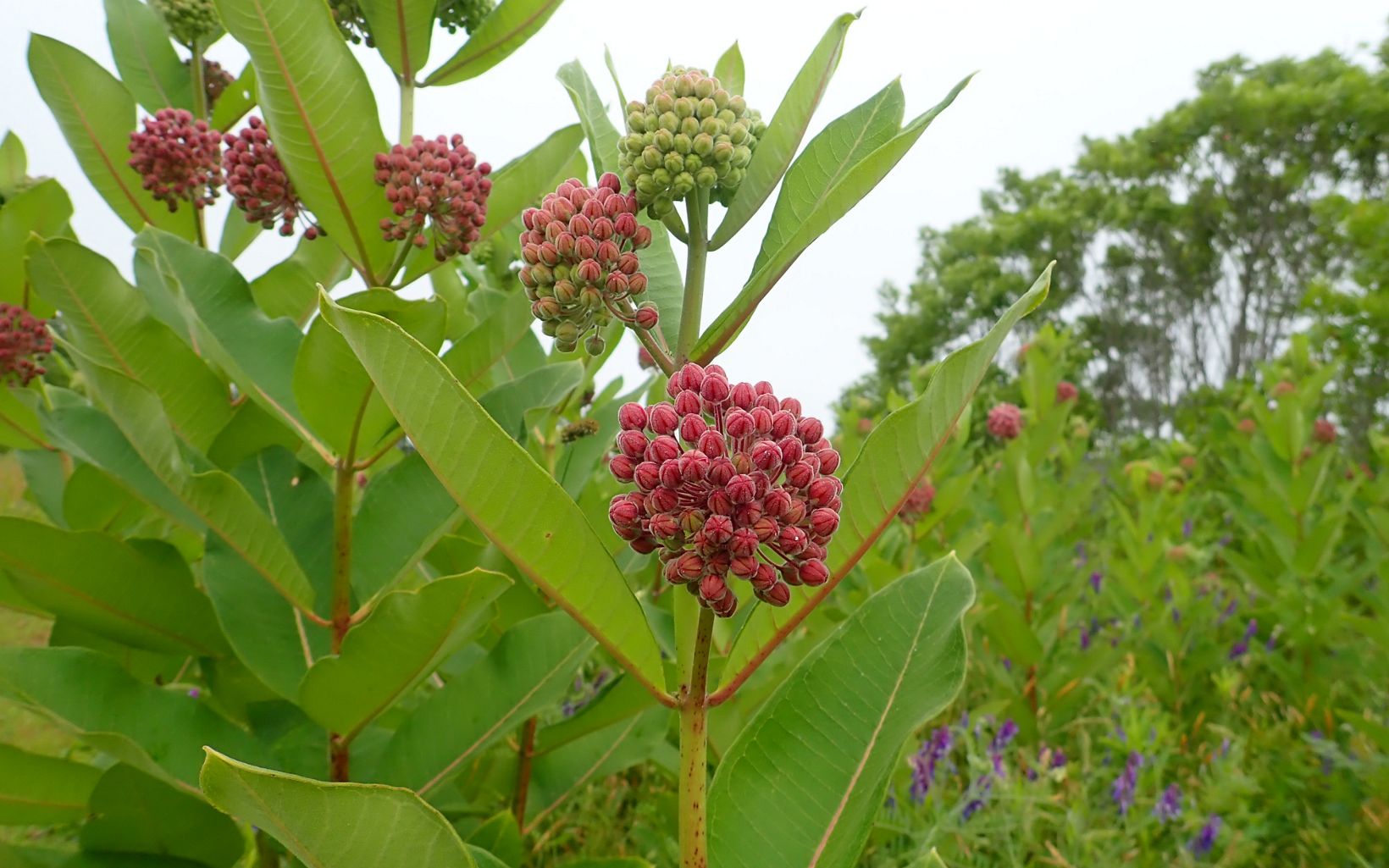 Common Milkweed Common milkweed and other plants that are vital food sources for pollinators like monarch butterflies were strategically planted throughout the Garrett Family Preserve. © Lily Mullock/TNC