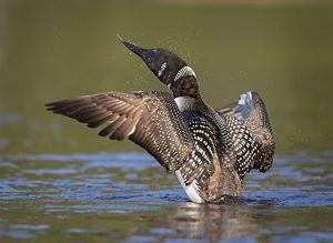 A common loon shakes water off itself as it flaps its wings. 