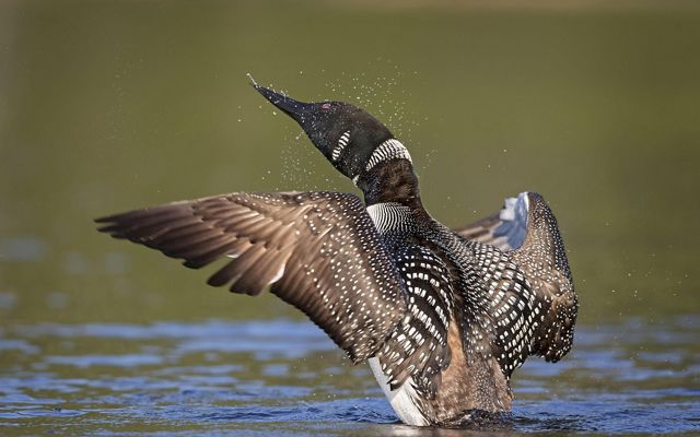 A Common Loon shakes the water free after diving deep in a Northern Michigan lake.