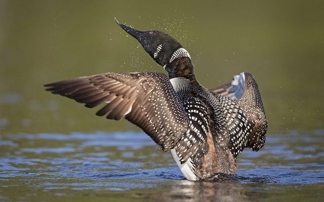 A common loon springs out of the water with wings open. 