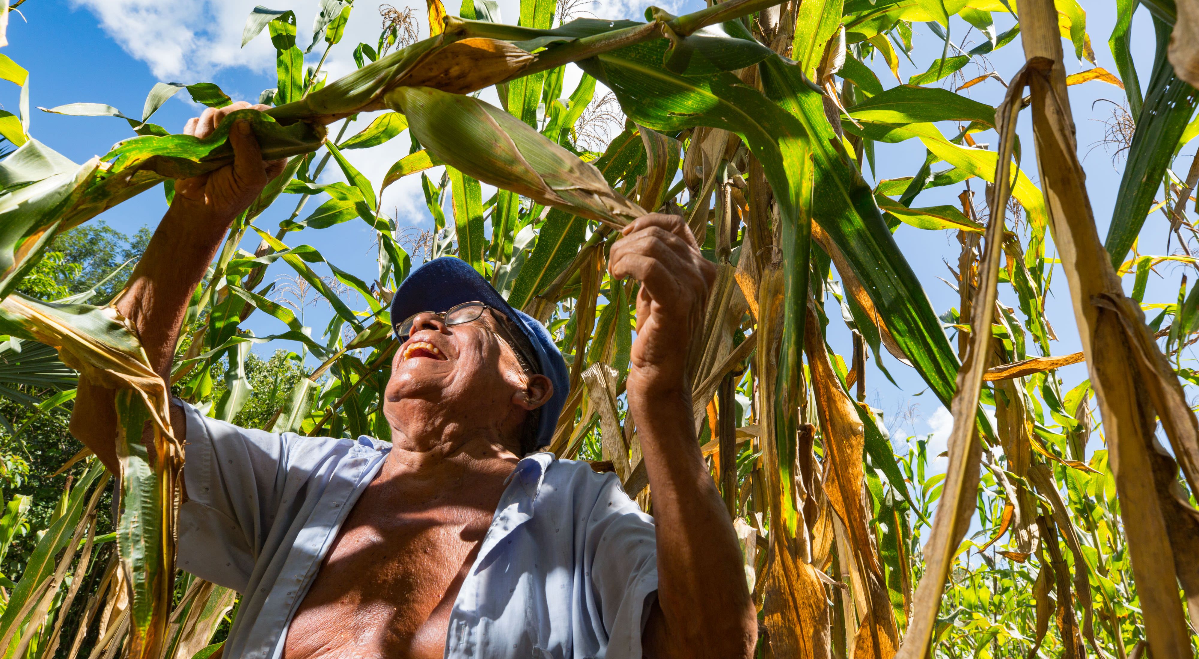 A man looks up into the high stalks of corn in his agricultural field