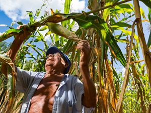 79-year-old Dionisio Yam Moo checks on his corn in his "milpa" personal agricultural field, Mexico. He has adopted his own method of conservation agriculture planting beans high in nitrogen below his corn plants. The Nature Conservancy works with landowners, communities, and governments in Mexico to promote low-carbon rural development through the design and implementation of improved policy and practice in agriculture, ranching, and forestry. The Conservancy is leading the initiative, Mexico REDD+ Program in conjunction with the Rainforest Alliance, the Woods Hole Research Center, and Espacios Naturales y Desarrollo Sustentable. 