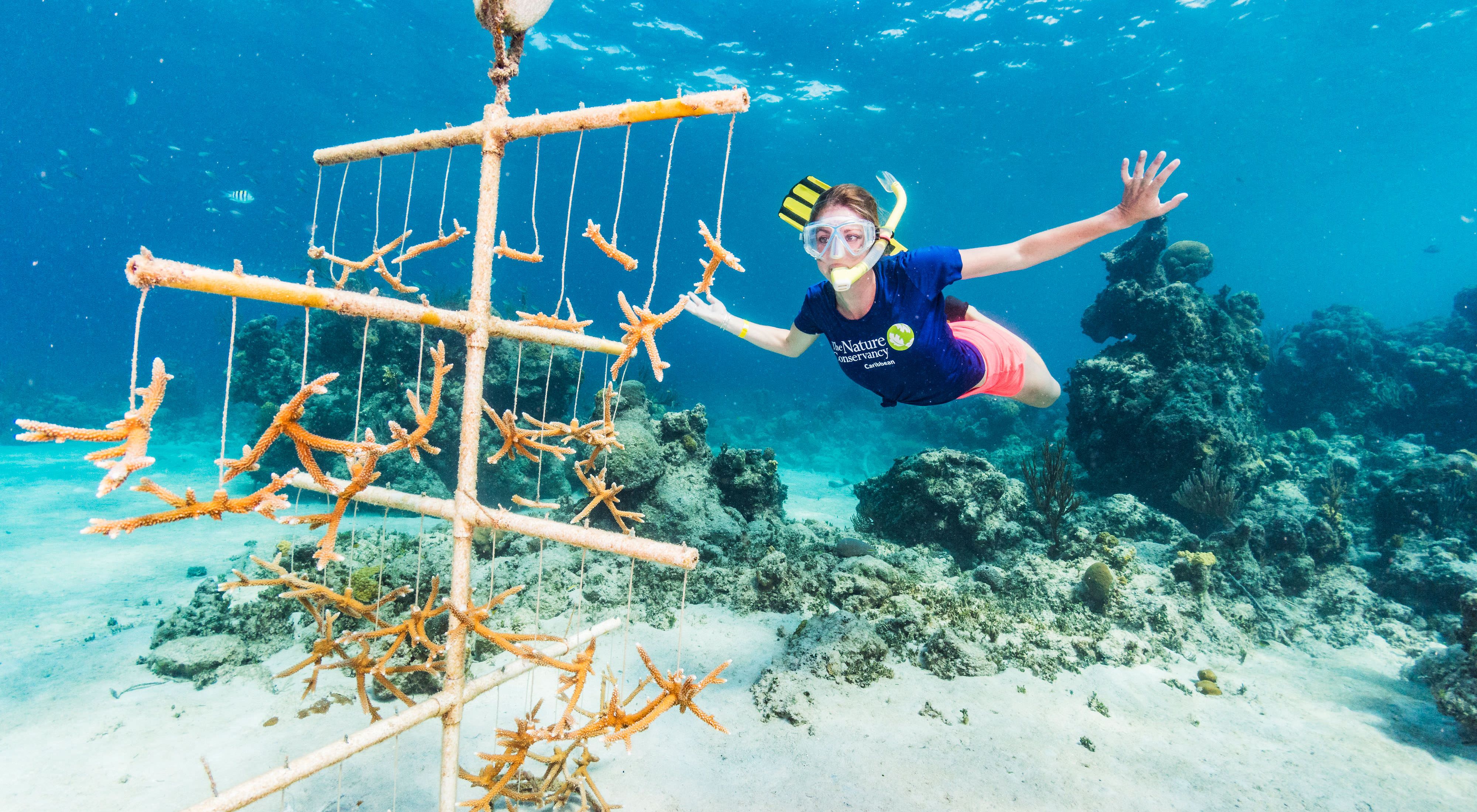 Personal de TNC nada bajo el agua para moniterar un proyecto de restauración de corales