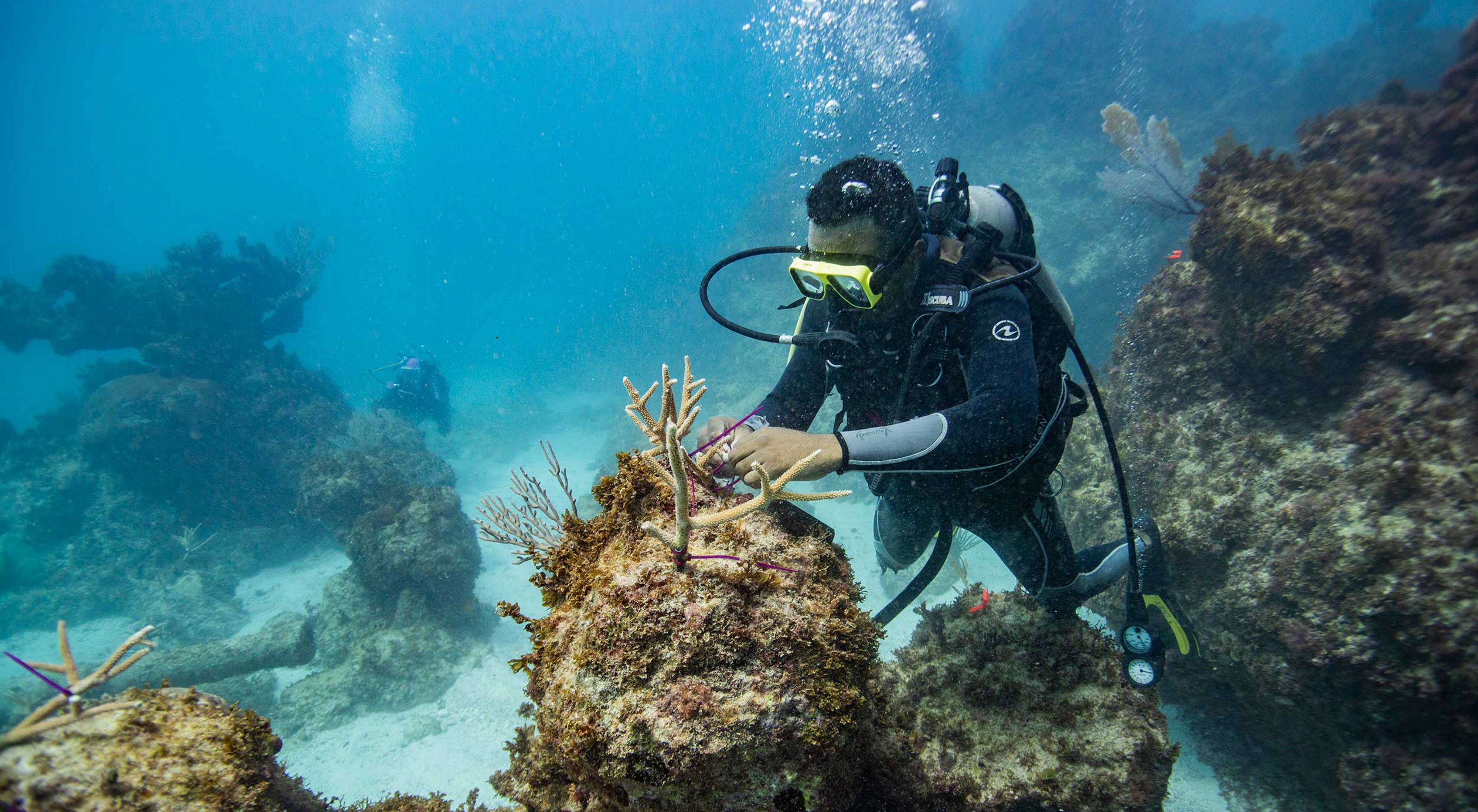 Underwater view of a person attaching coral reef fragments to coral in the waters of the Dominican Republic.
