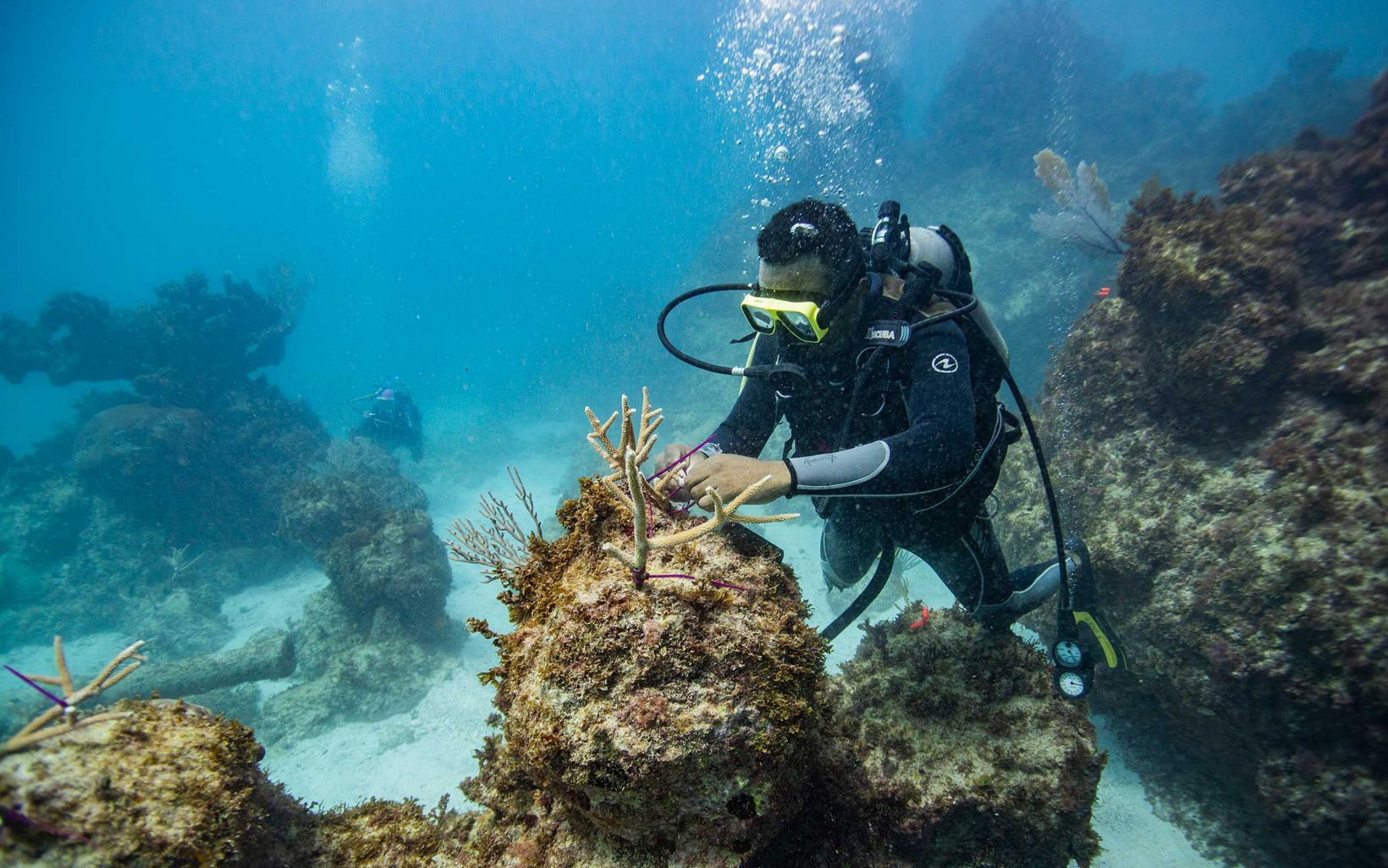 A scuba diver attaches coral reef fragments to a larger coral.