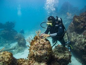 Underwater view of a diver attaching coral fragments to a reef.