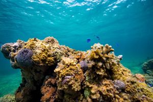 A vibrant coral reef in blue waters with fish