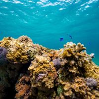 A vibrant coral reef in blue waters with fish