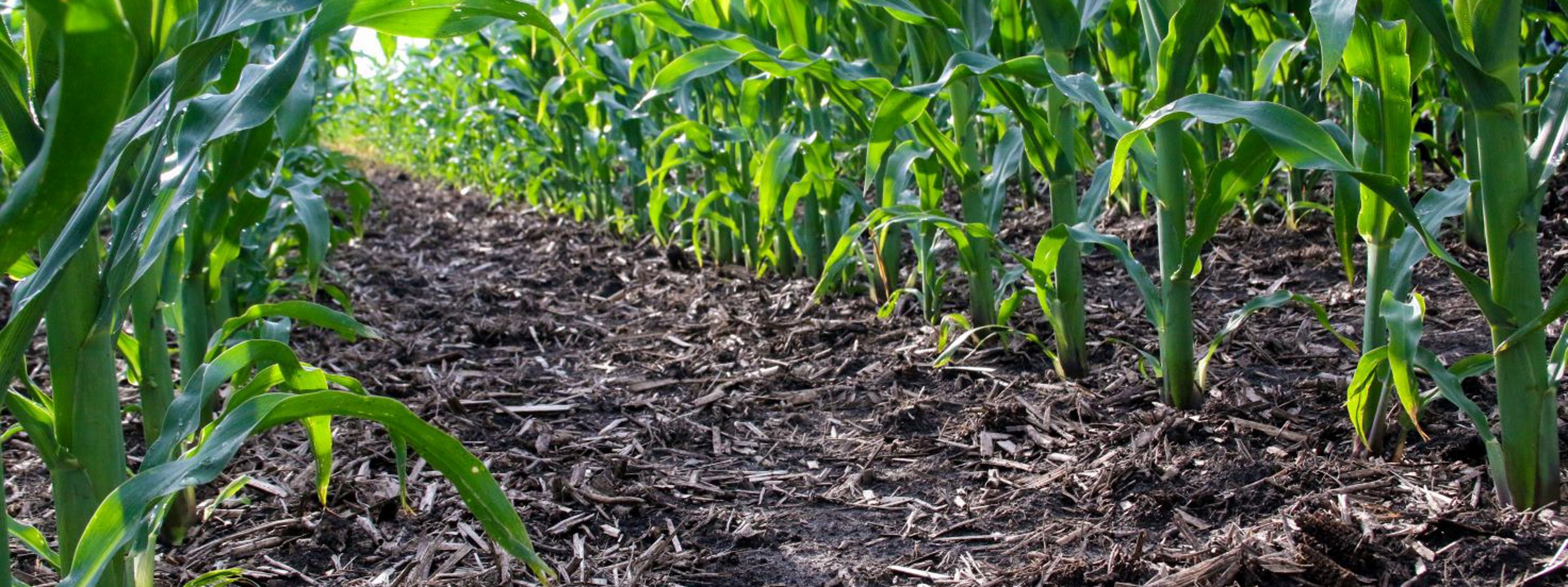 Ground-level view of soil and the bottoms of corn stalks in a cornfield.