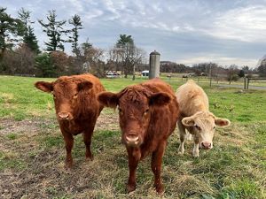 Three cows graze in a field.