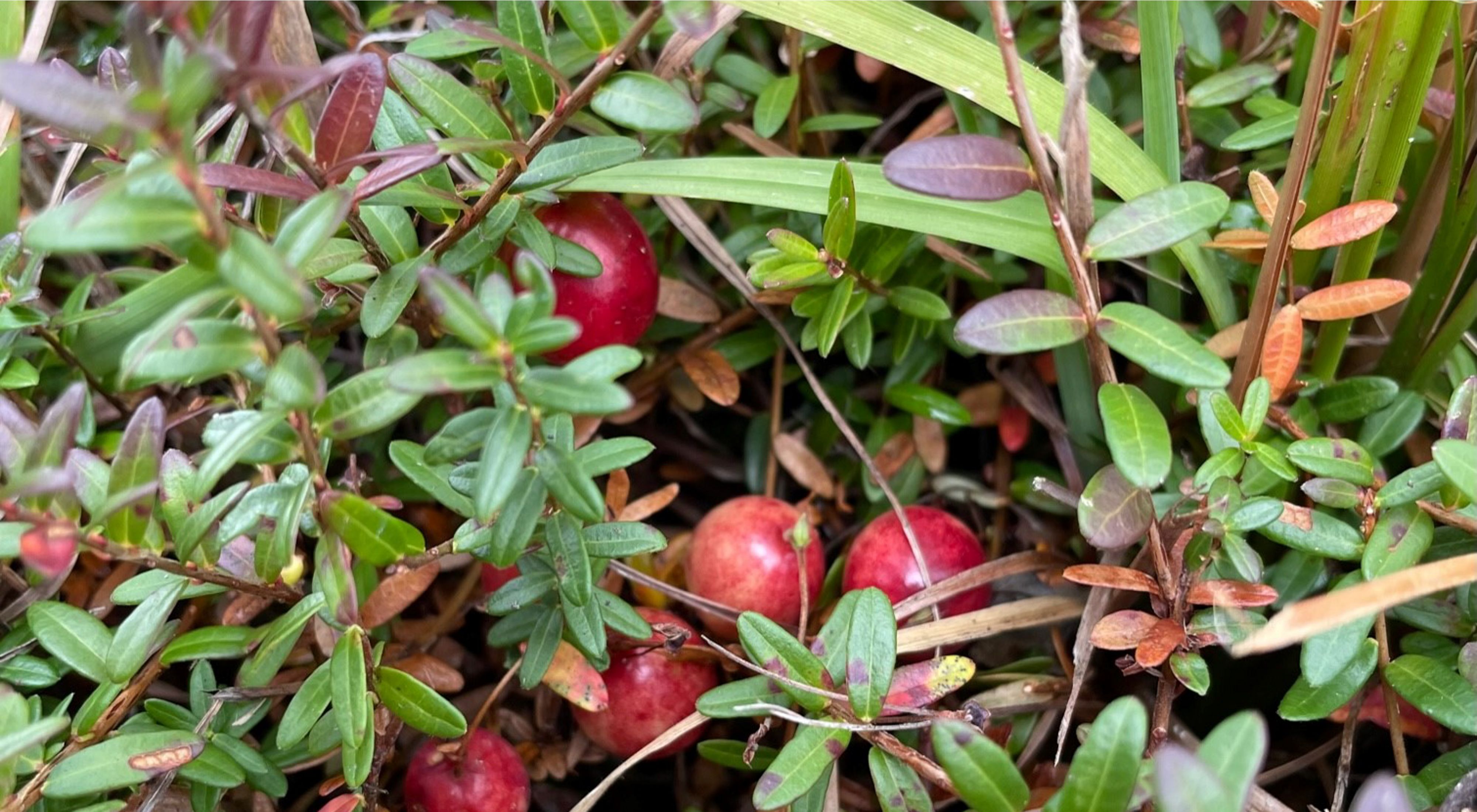 Red berries are nestled under green leaves.