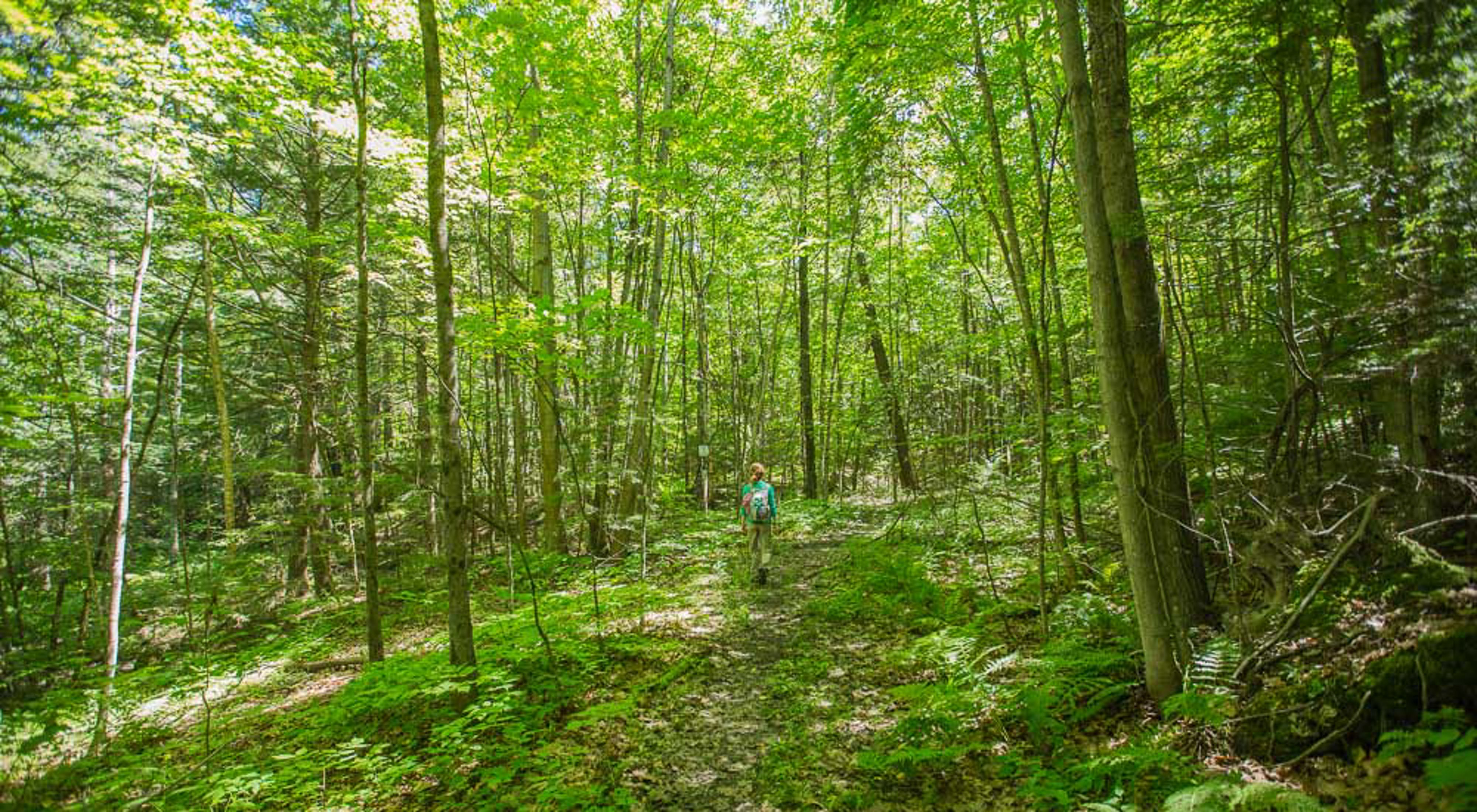 Women walks through a tall, dense but bright deciduous forest in spring or summer. 