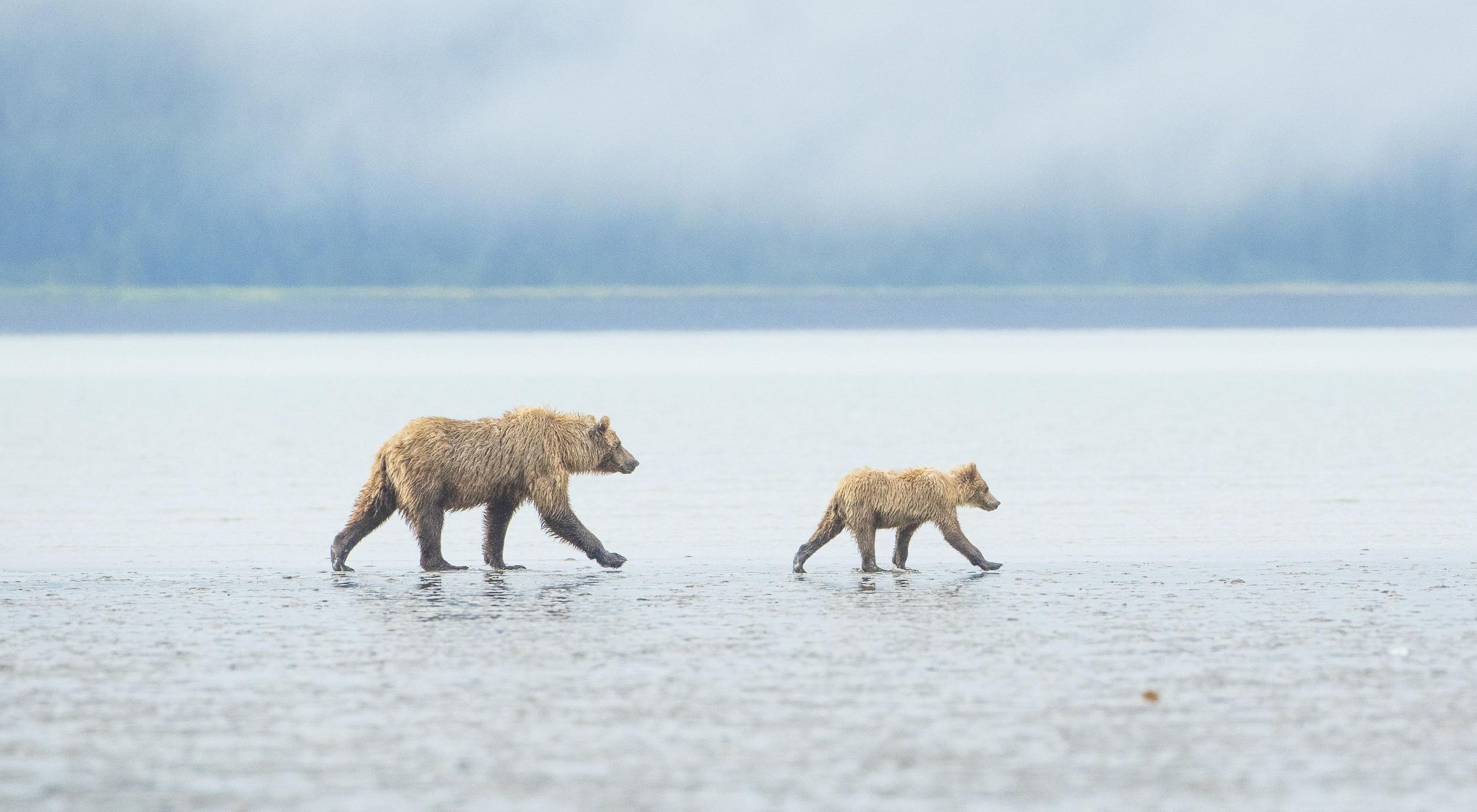 A brown bear and her cub walk stride for stride along a tidal mudflat. Lake Clark National Park, Alaska.