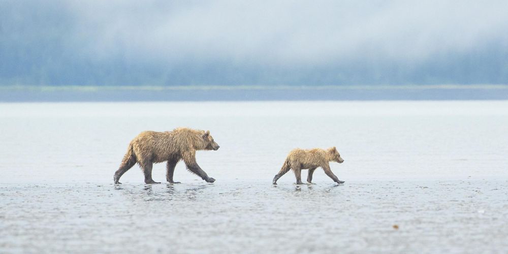 Brown bear and cub walk across a tidal flat in Alaska's Cook Inlet.
