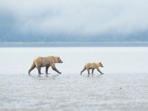 A mother and baby bear walk across a tidal mud flat.