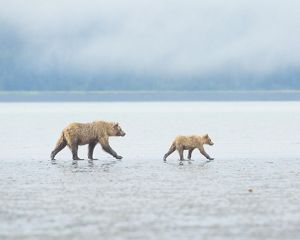 A mother and baby bear walk across a tidal mud flat.