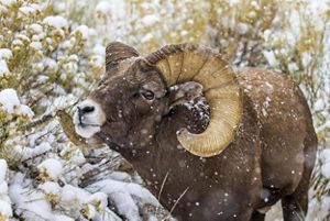 A bighorn sheep in the snow.