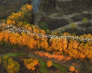 A flock of white birds fly over a forest
