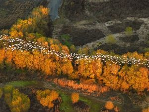 A flock of white birds fly over a forest