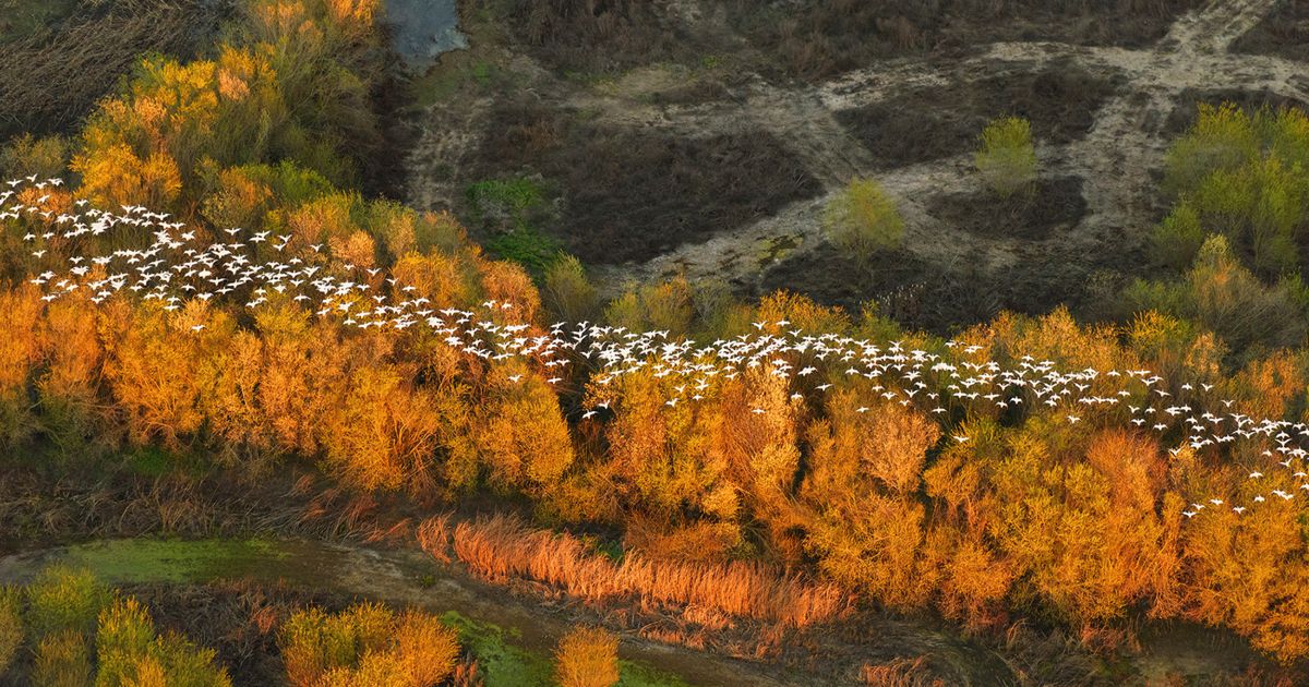 Devolving Nature 10 Steps for a Transformative Deal for Nature