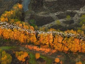 A group of snow geese migrate above a line of trees.