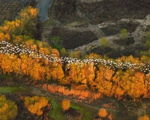 A group of snow geese migrate above a line of trees.