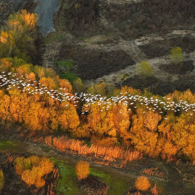 Aerial view of a long flock of white birds flying above a golden forest.