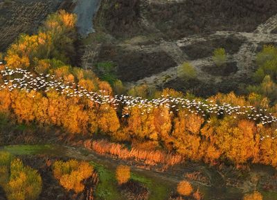 Aerial view of a long flock of white birds flying above a golden forest.