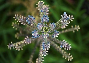 Closeup view of a delicate flower with many 'arms' branching off its main steam; tiny blue and purple flowers are at the end of each arm.