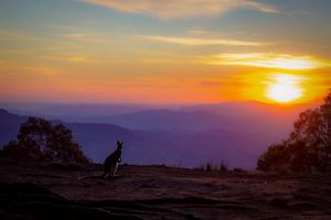 Kangaroo at sunset