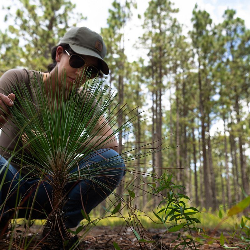 Woman looks at longleaf sapling.