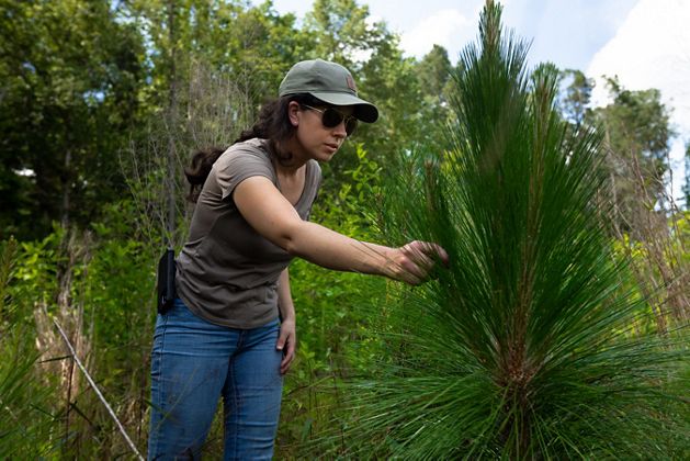 A person reaches out and touches a longleaf pine sapling. 