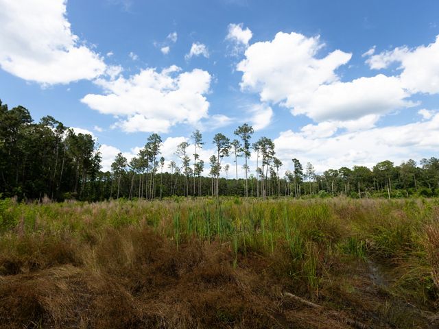 A longleaf pine forest stands along the edge of a field where new longleaf pine are growing.