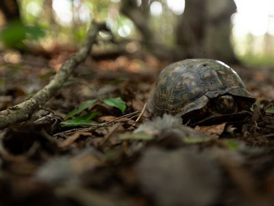 Turtle in leaves.