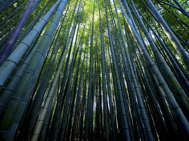 Bamboo Forest, Sagaogurayama Tabuchiyamacho, Kyoto, Japan.
